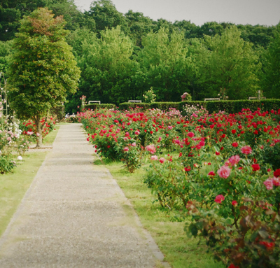 Apis Florae Jardin de roses