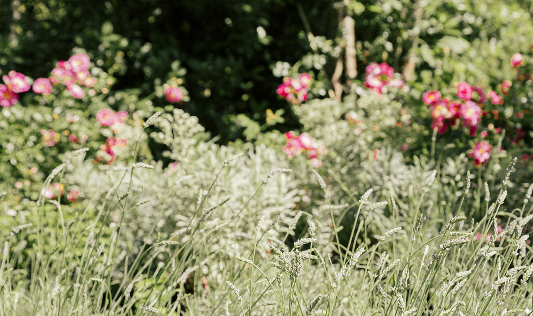 Projet Chapuy Apis Florae Réalisation de jardin biodiversité