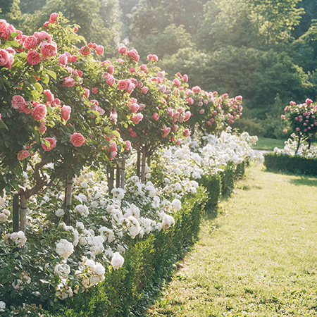 Beautiful roses in Vienna Hofburg