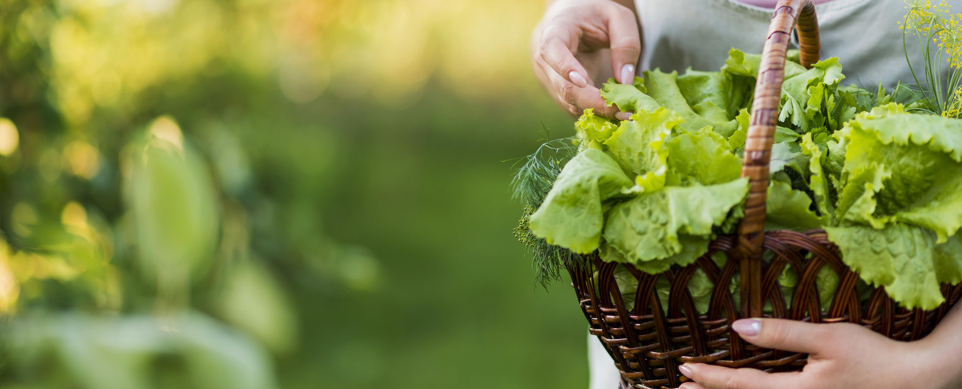 vie au jardin animation-Apis-Florae-jardinier-Paysagiste-espaces-verts-particuliers-et-professionnels