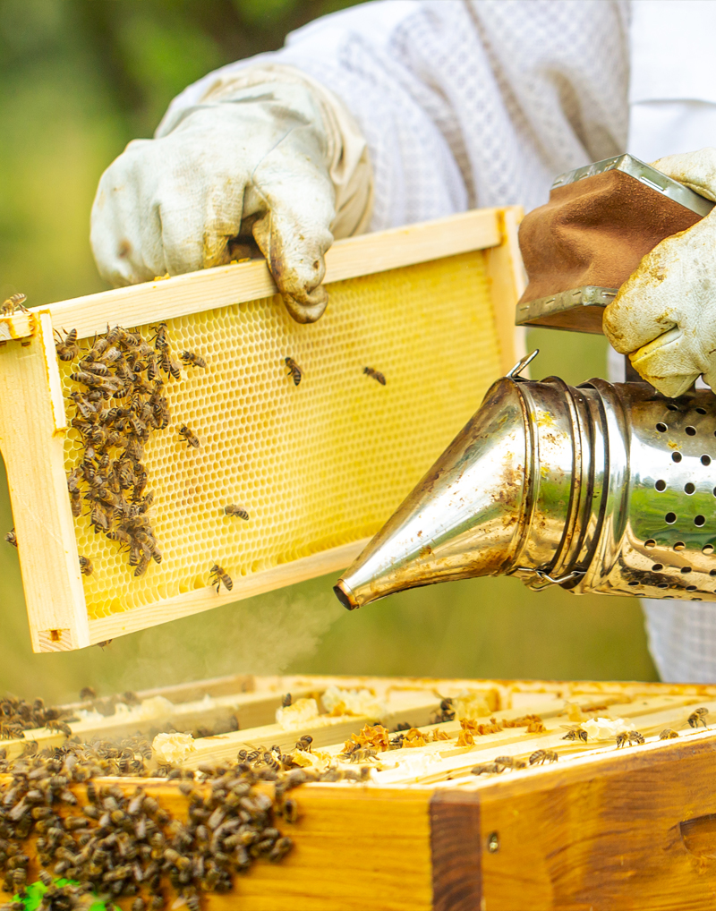 vie au jardin ruches-apiculture-Apis-Florae-jardinier-Paysagiste-espaces-verts-particuliers-et-professionnels