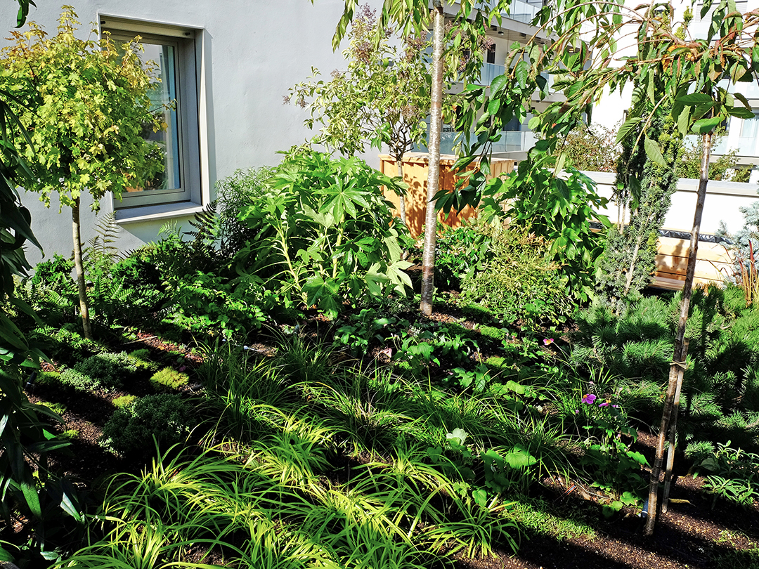 © Apis Florae toits-terrasses zoom végétalisation et massifs (1)