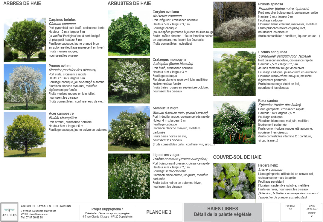 © Apis Florae, Palette végétale - Conception écologique pour un site d’entrepôts 