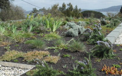 Toit-terrasse urbain d’entreprise végétalisé