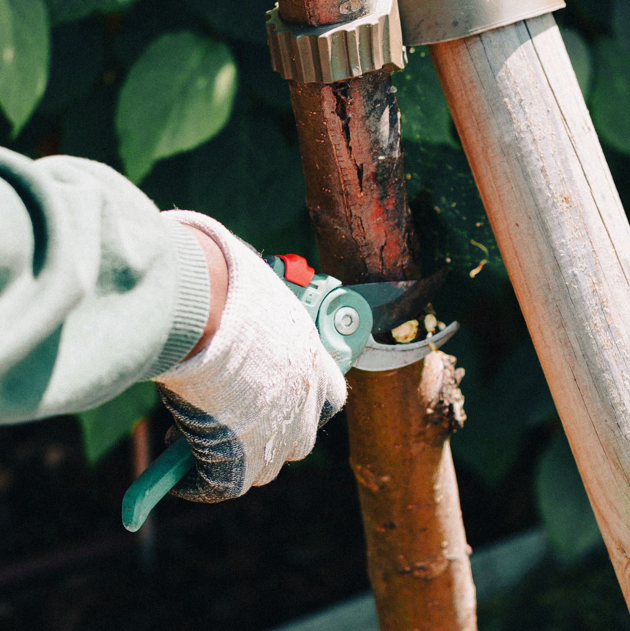 Entretien jardin Apis Florae jardinier Paysagiste - espaces verts particuliers et professionnels services