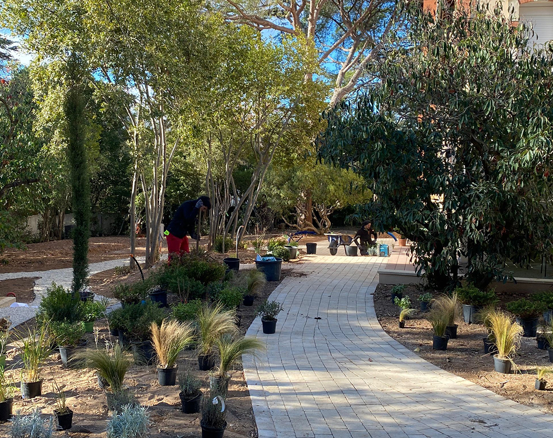 © Apis Florae, placement des végétaux jardin de garrigue 2