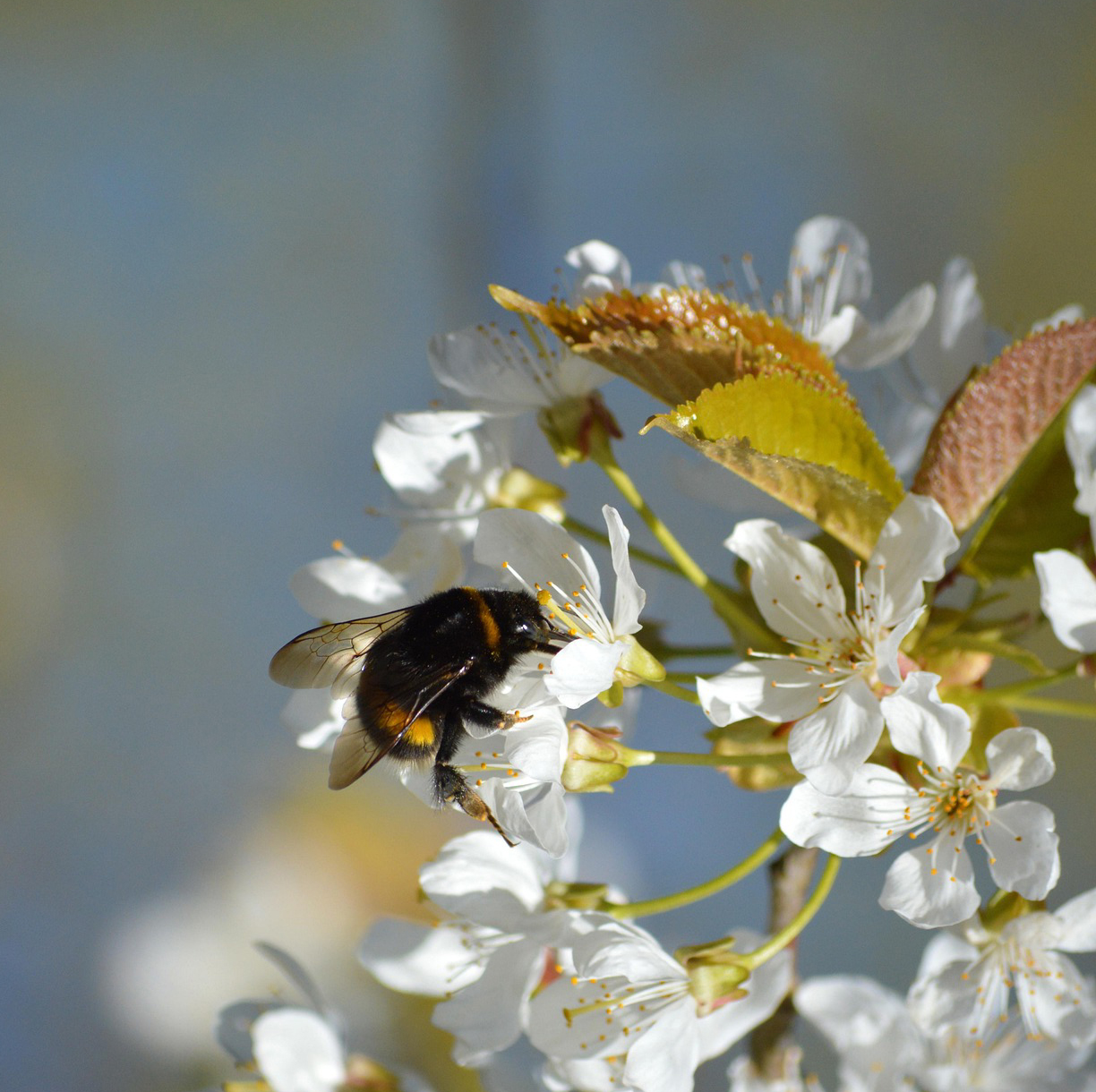 création-paysagiste-jardinier-architecte APIS FLORAE
