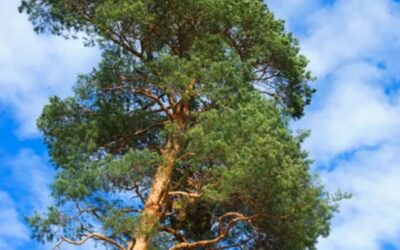 Cœur d&rsquo;îlot écologique dans une résidence privée